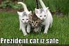funny-pictures-president-cat-is-safe.jpg