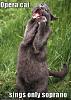 funny-pictures-opera-cat-sings-soprano.jpg