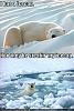 funny-pictures-polarbear.jpg
