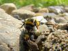 3. Bumblebee.jpg