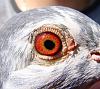 7. Pigeon eye.jpg