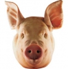 Pigs-head-001.jpg