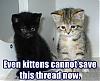 kittens_cant_save_thread.jpg