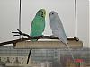 Budgies1.jpg