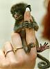 babymarmoset-thumb.jpg