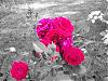Red Rose (3).jpg