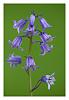 Bluebells_by_michaeldenham.jpg