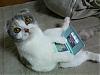 Cat_Game.jpg
