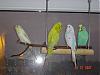 Budgerigars.JPG