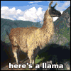 Llama-song.gif