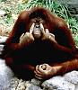 Angry-Orangutan-961.jpg