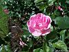 Pink-Rose---Original.jpg