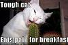 funny-pictures-cat-eats-pain-for-breakfast.jpg