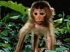 Monkey cub.jpg