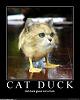 cat duck.jpg