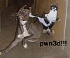 dog getting pwn3d!!.jpg