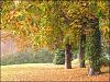 leaves_king_420x315.jpg