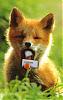 hungryfox.jpg