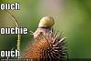 funny-pictures-snail-regrets-climbing-this-thorny-plant.jpg