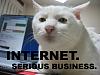 internet-serious-business-cat.jpg
