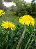 Dandelions_in_Sumava_mountains.jpg