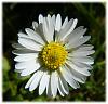 macro light daisy.jpg