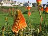 marazion flower.jpg