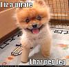 cute-puppy-pictures-peg-leg-pirate.jpg