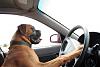 dog-driving-car.jpg