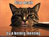 funny-pictures-cat-sleeps-boring-meeting.jpg